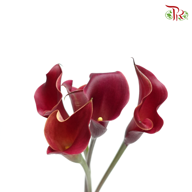 Calla Lily - Burgundy (5 Stems)-Burgundy-Netherland-prflorist.com.my