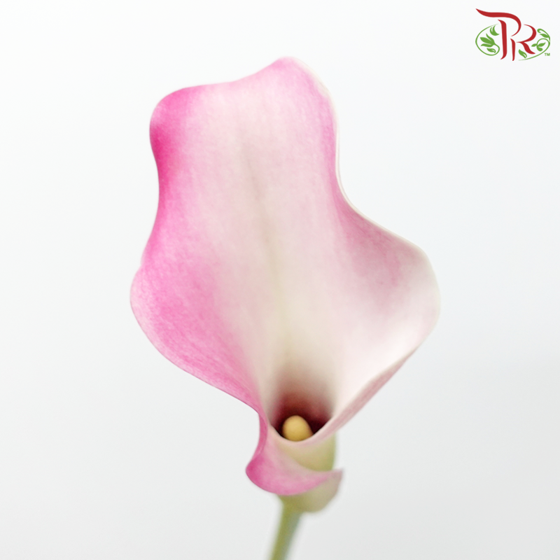 Calla Lily - Captain Rosette (5 Stems)-Captain Rosette-Netherland-prflorist.com.my