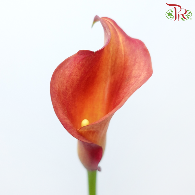 Calla Lily - Captain Trinity (5 Stems)-Calla Captain Trinity-Netherland-prflorist.com.my