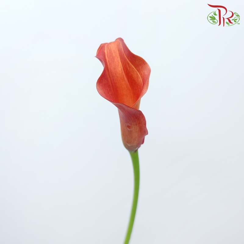 Calla Lily - Captain Trinity (5 Stems)-Calla Captain Trinity-Netherland-prflorist.com.my