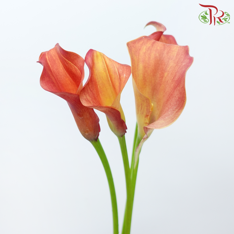 Calla Lily - Captain Trinity (5 Stems)-Calla Captain Trinity-Netherland-prflorist.com.my