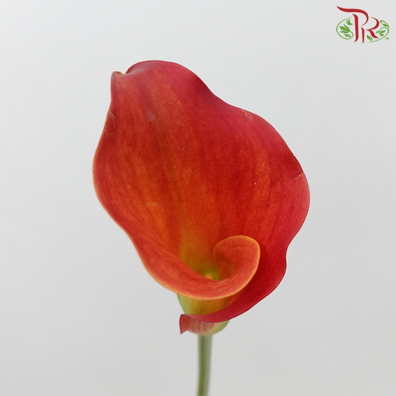 Calla Lily - Captain Trinity (5 Stems)-Calla Captain Trinity-Netherland-prflorist.com.my