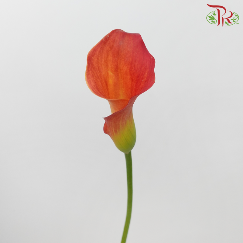 Calla Lily - Captain Trinity (5 Stems)-Calla Captain Trinity-Netherland-prflorist.com.my