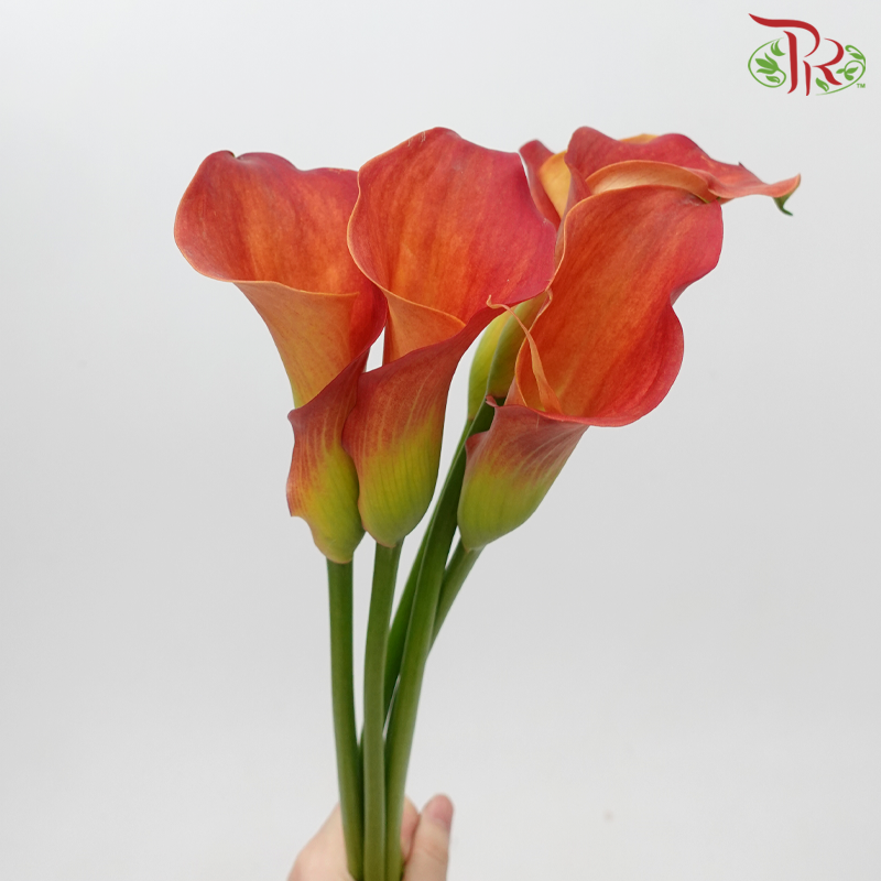 Calla Lily - Captain Trinity (5 Stems)-Calla Captain Trinity-Netherland-prflorist.com.my