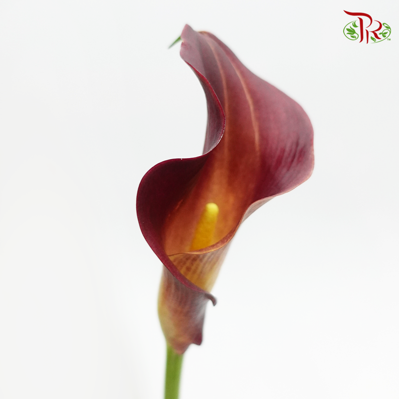 Calla Lily- Captain Tulsa (Dark Red) (5 Stems)-Netherland-prflorist.com.my