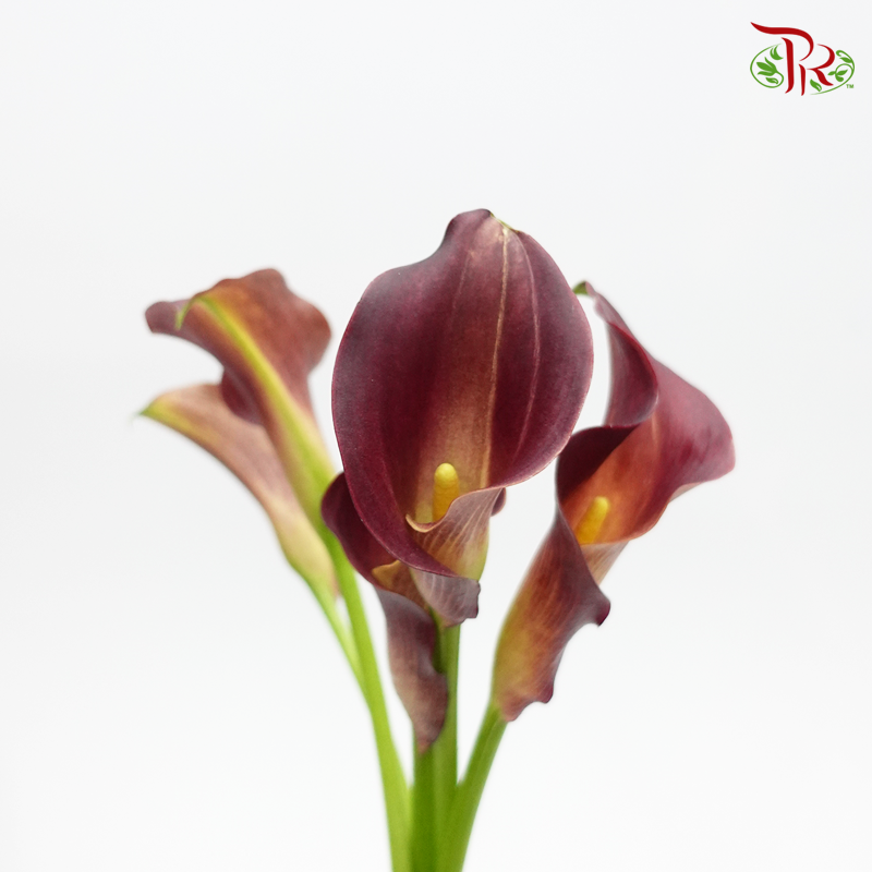 Calla Lily- Captain Tulsa (Dark Red) (5 Stems)-Netherland-prflorist.com.my