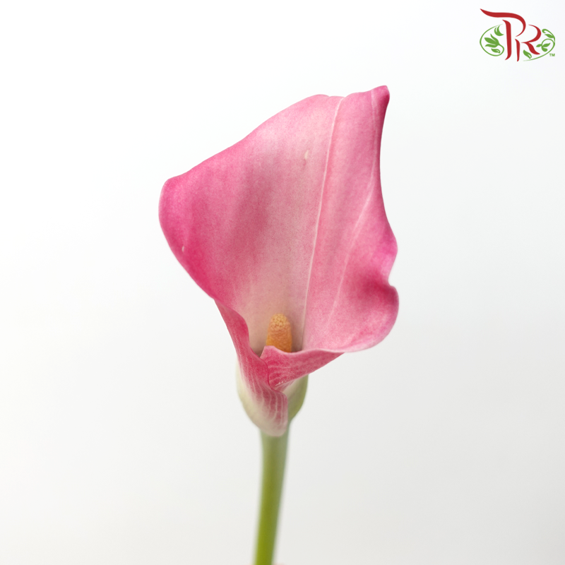 Calla Lily - Captain Violetta (5 Stems)-Captain Violetta-Netherland-prflorist.com.my