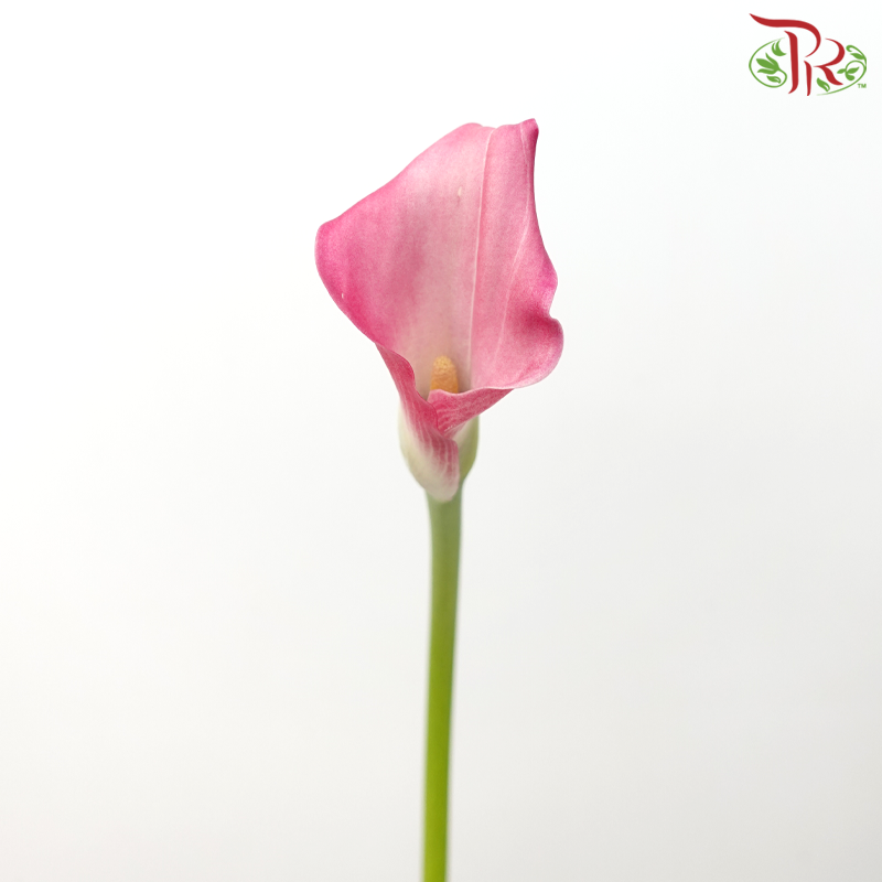 Calla Lily - Captain Violetta (5 Stems)-Captain Violetta-Netherland-prflorist.com.my