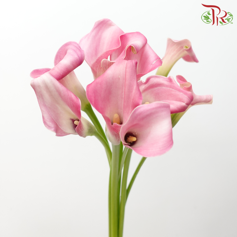 Calla Lily - Captain Violetta (5 Stems)-Captain Violetta-Netherland-prflorist.com.my