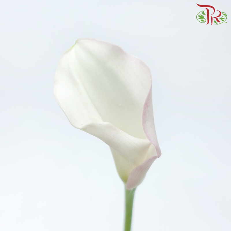 Calla Lily - Cream With Smush Pink (5 Stems)-Cream With Smush Pink-Japan-prflorist.com.my