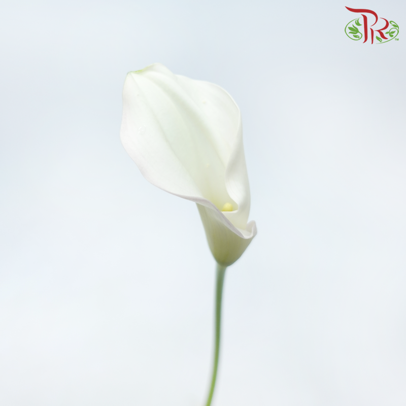 Calla Lily - Cream With Smush Pink (5 Stems)-Cream With Smush Pink-Japan-prflorist.com.my