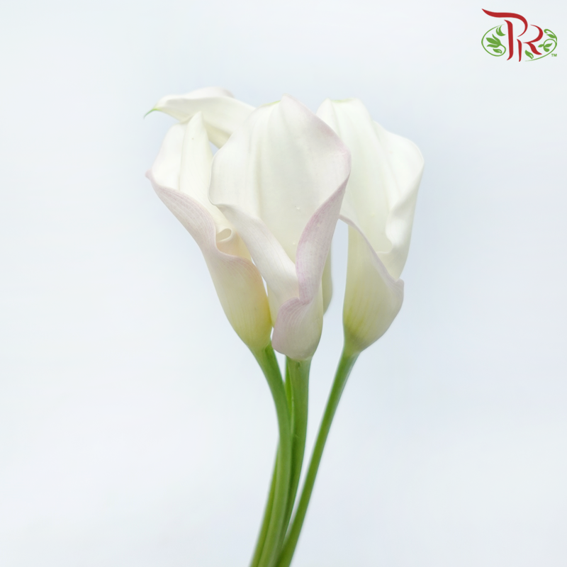 Calla Lily - Cream With Smush Pink (5 Stems)-Cream With Smush Pink-Japan-prflorist.com.my