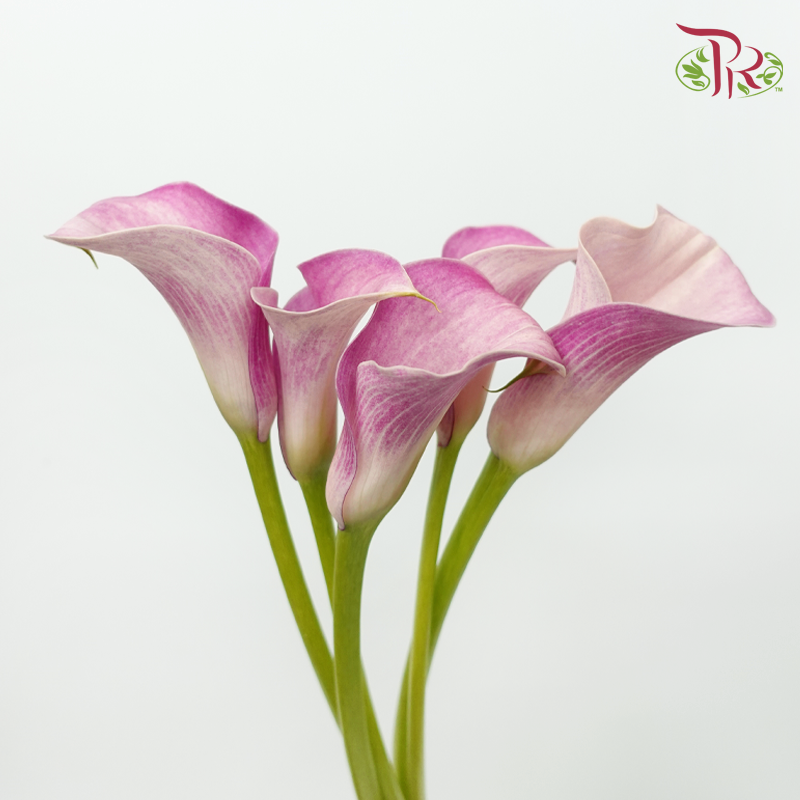 Calla Lily - Dreamland (5 Stems)-Pink-Netherland-prflorist.com.my