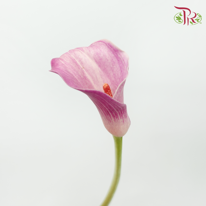 Calla Lily - Dreamland (5 Stems)-Pink-Netherland-prflorist.com.my