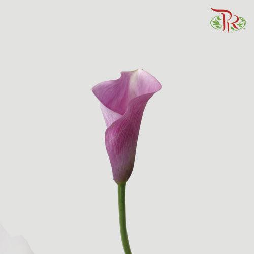 Calla Lily - Durban (5 Stems)-Pink-Vietnam-prflorist.com.my