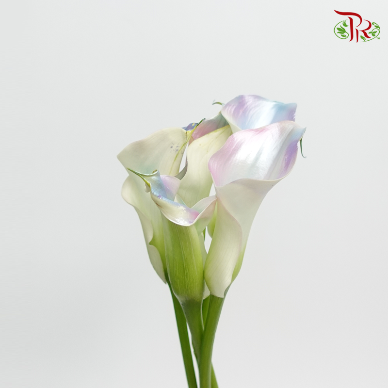 Calla Lily Dyed - Holographic Pastel (5 Stems)-Netherland-prflorist.com.my
