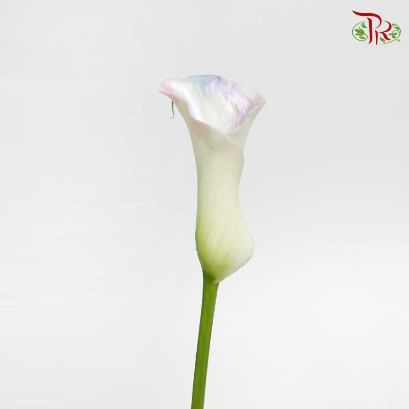 Calla Lily Dyed - Holographic Pastel (5 Stems)-Netherland-prflorist.com.my
