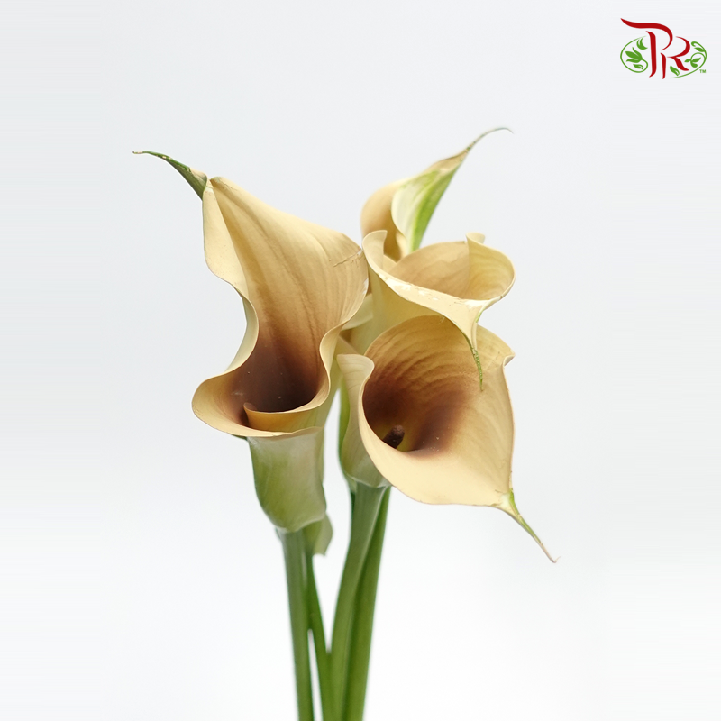Calla Lily Dyed - Pampas (5 Stems)-Netherland-prflorist.com.my