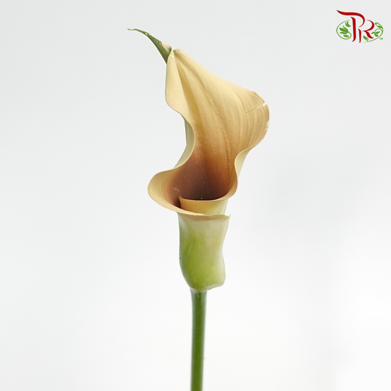 Calla Lily Dyed - Pampas (5 Stems)-Netherland-prflorist.com.my