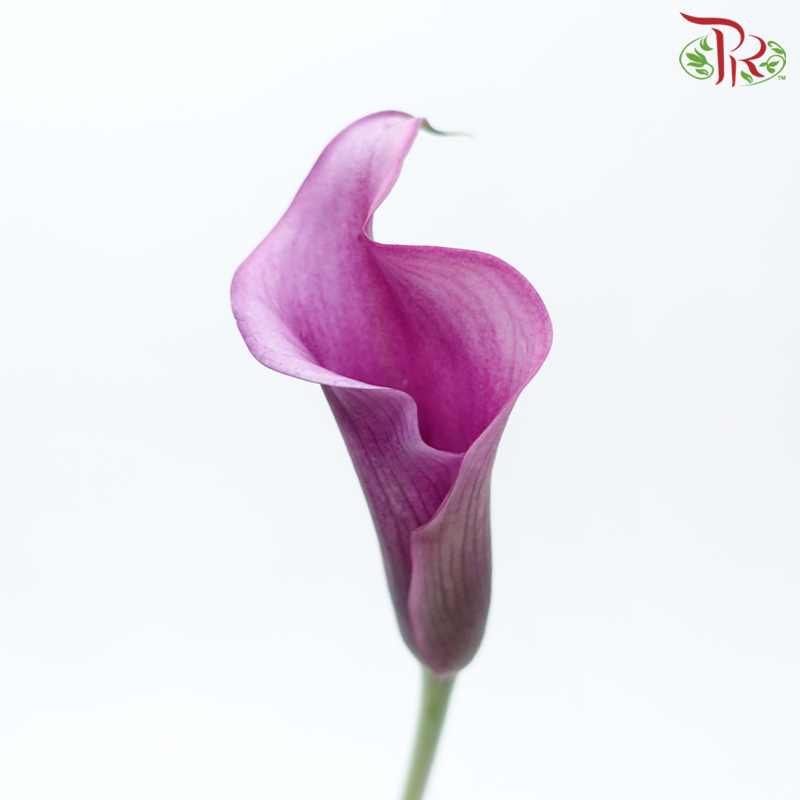 Calla Lily - Fantasia Violet (5 Stems)-Violet-Kenya-prflorist.com.my