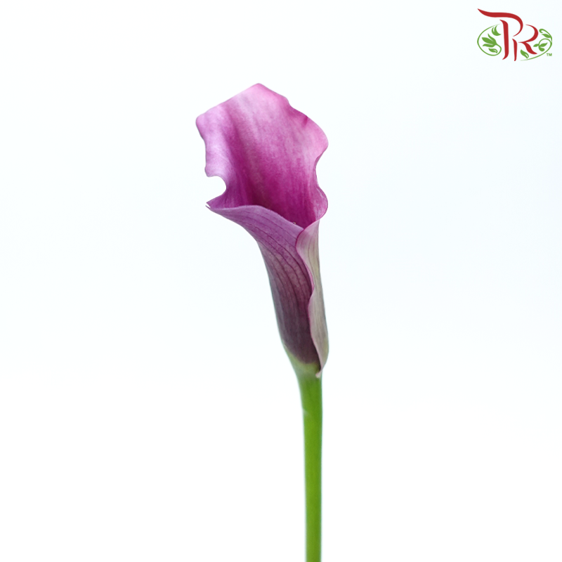 Calla Lily - Fantasia Violet (5 Stems)-Violet-Kenya-prflorist.com.my
