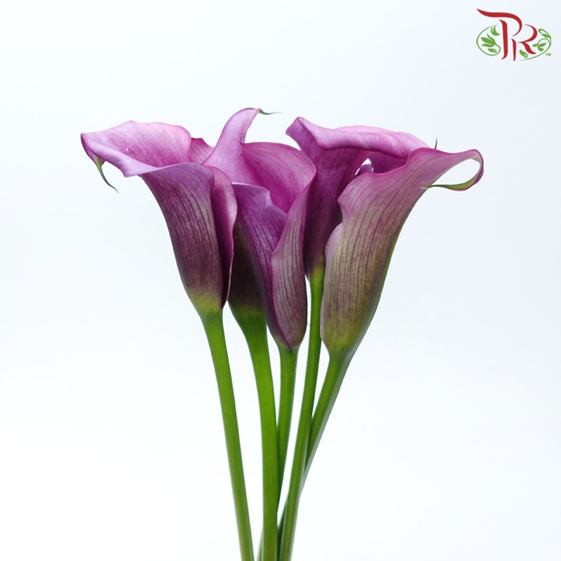 Calla Lily - Fantasia Violet (5 Stems)-Violet-Kenya-prflorist.com.my