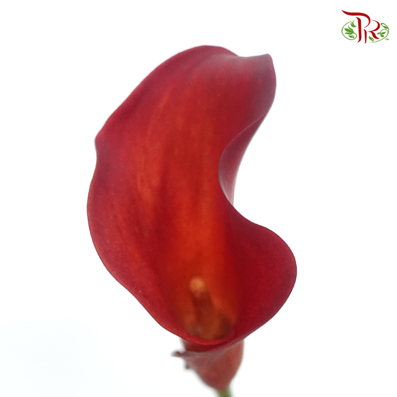 Calla Lily - Flame (5 Stems)-Red-Netherland-prflorist.com.my