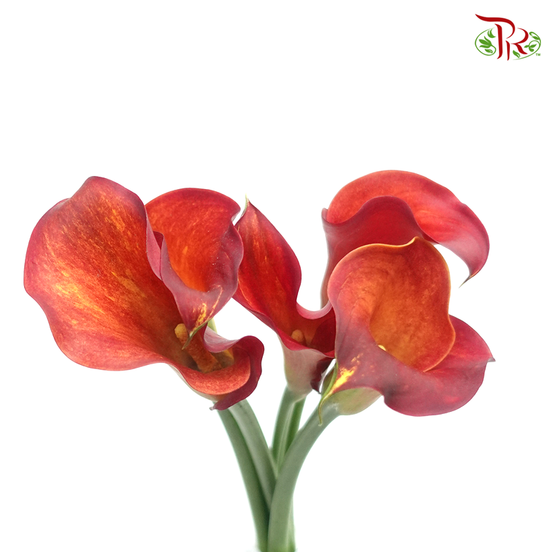 Calla Lily - Flame (5 Stems)-Red-Netherland-prflorist.com.my