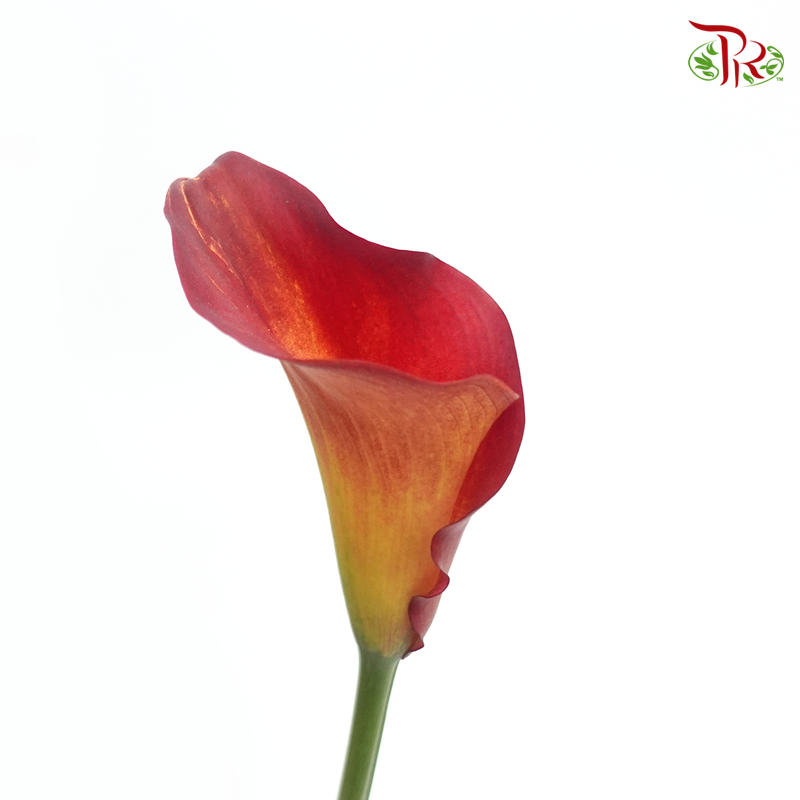 Calla Lily - Flame (5 Stems)-Red-Netherland-prflorist.com.my