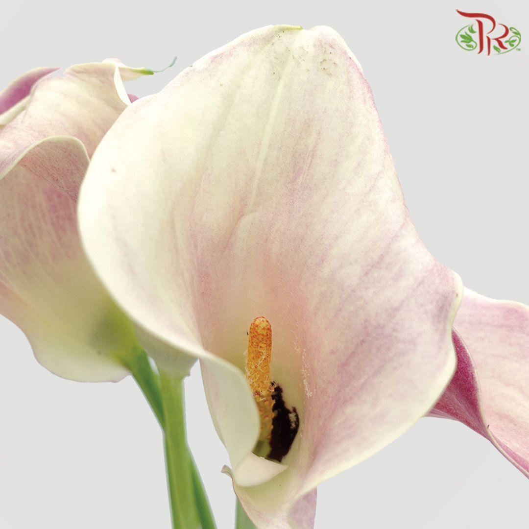Calla Lily - Honeymoon (5 Stems)-Light Pink-Netherland-prflorist.com.my