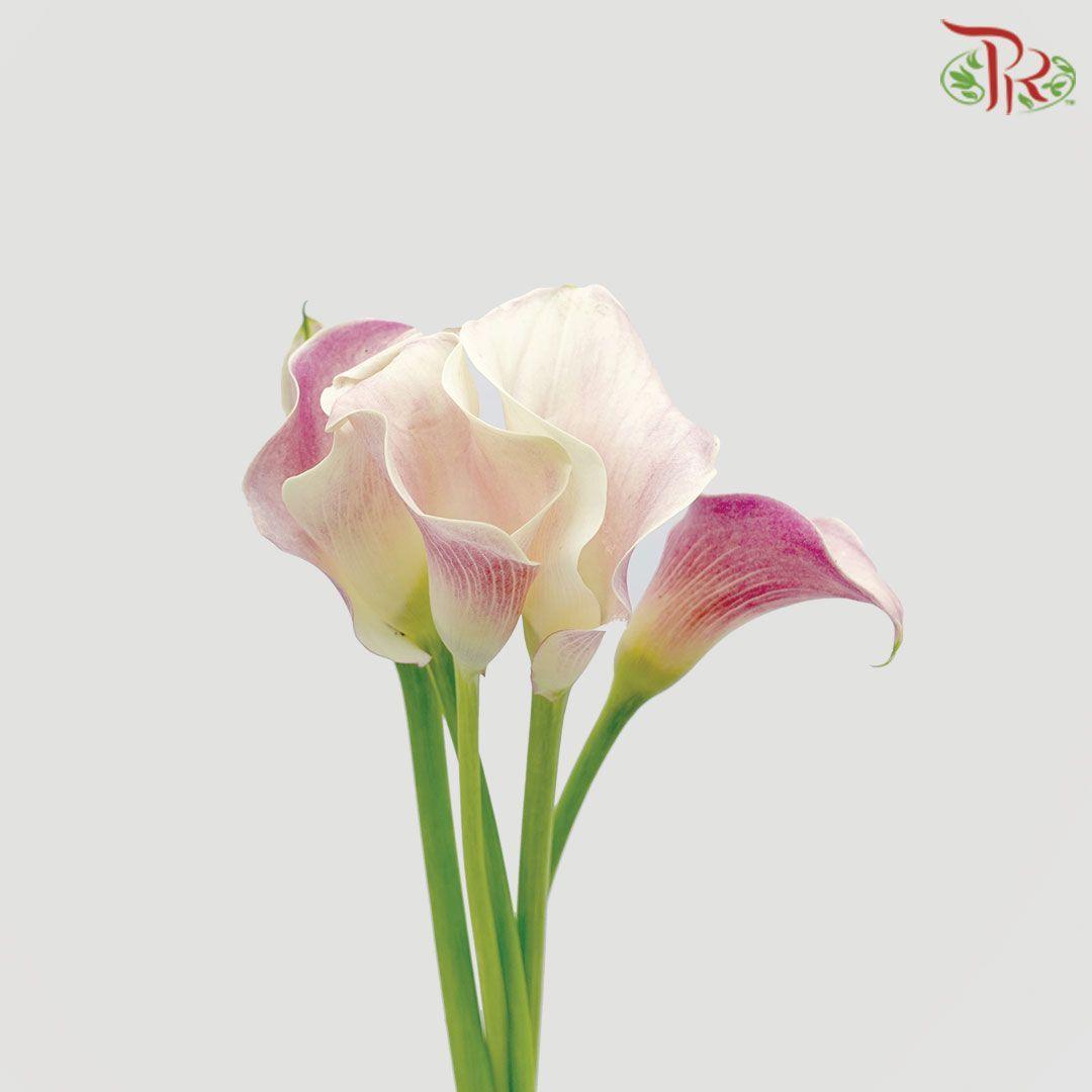 Calla Lily - Honeymoon (5 Stems)-Light Pink-Netherland-prflorist.com.my