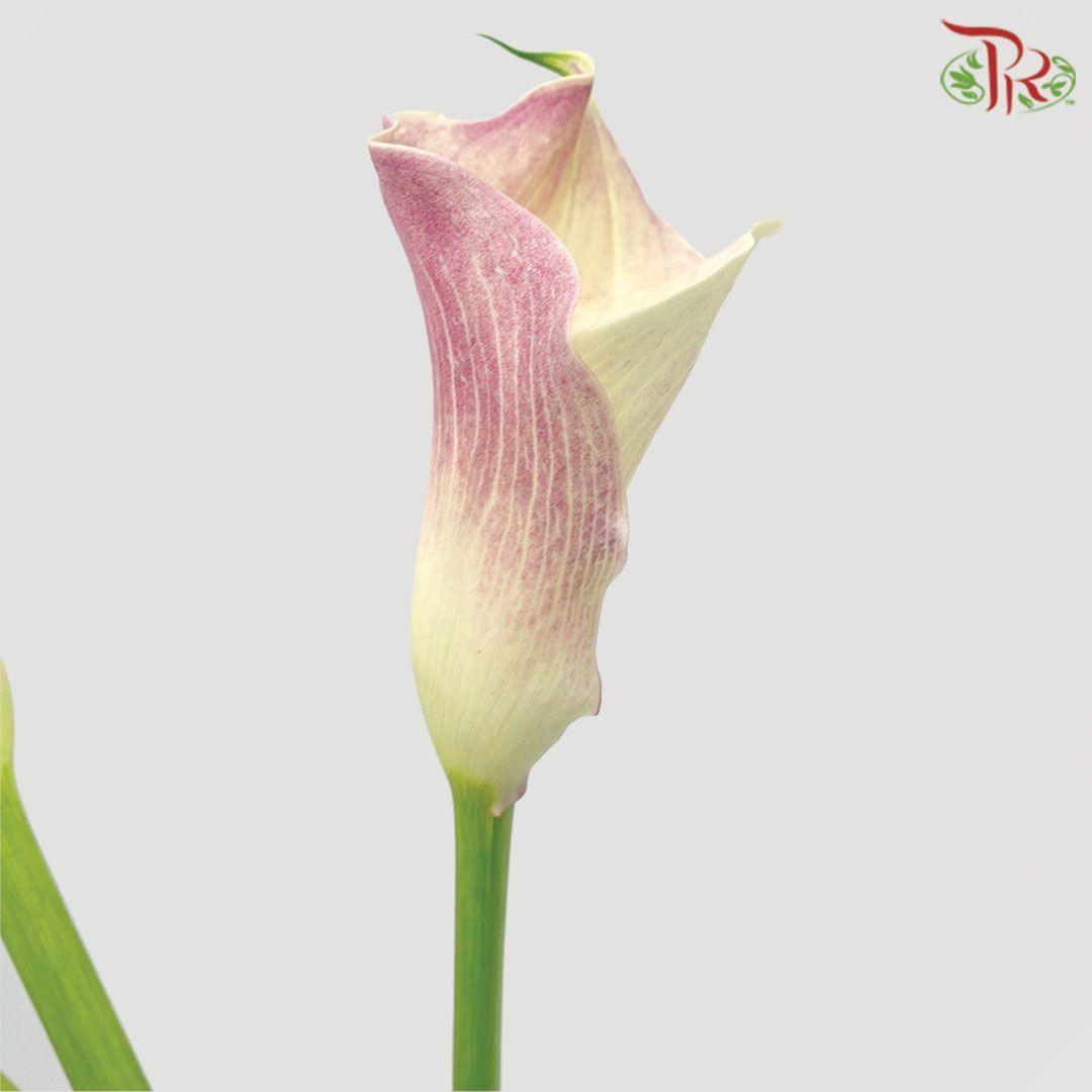 Calla Lily - Honeymoon (5 Stems)-Light Pink-Netherland-prflorist.com.my