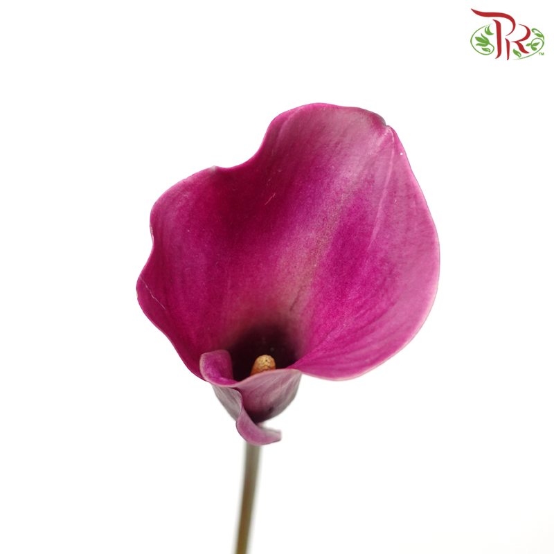 Calla Lily - Imperial Magenta (5 Stems)-Imperial Magenta-Netherland-prflorist.com.my