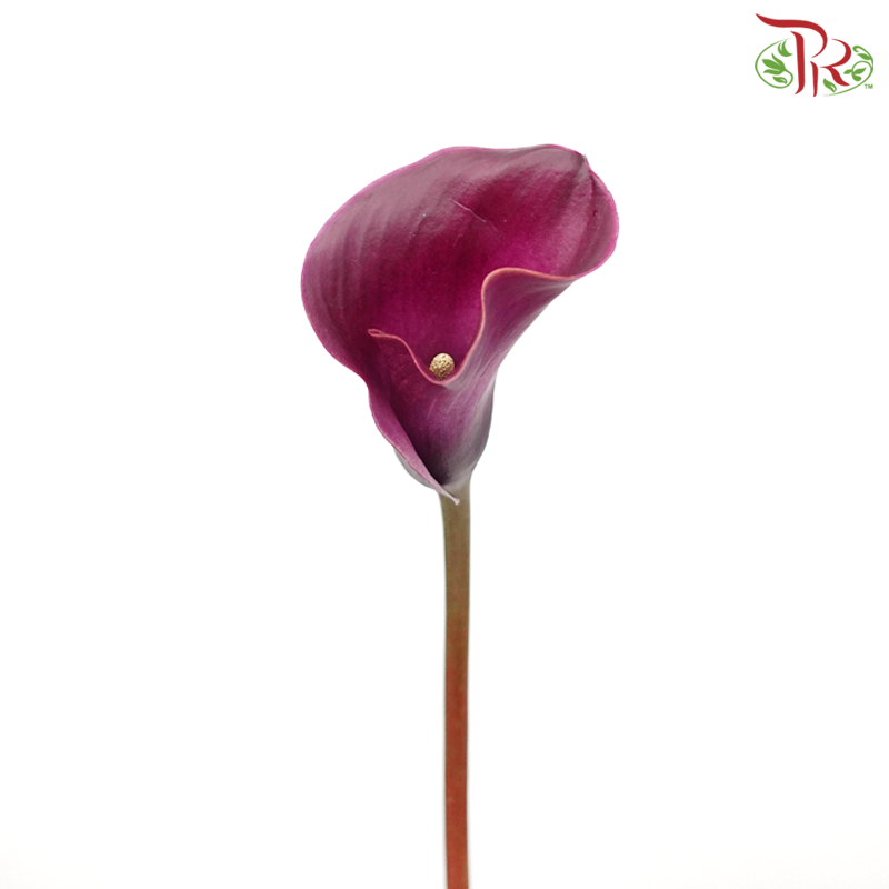 Calla Lily - Imperial Magenta (5 Stems)-Imperial Magenta-Netherland-prflorist.com.my