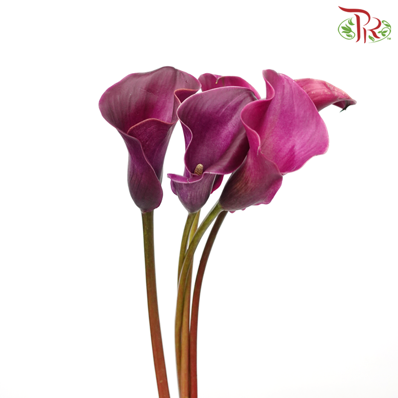 Calla Lily - Imperial Magenta (5 Stems)-Imperial Magenta-Netherland-prflorist.com.my