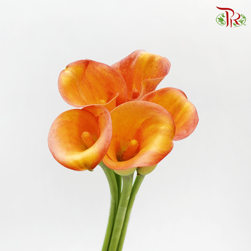 Calla Lily - Marmalade (5 Stems)-Orange-Kenya-prflorist.com.my