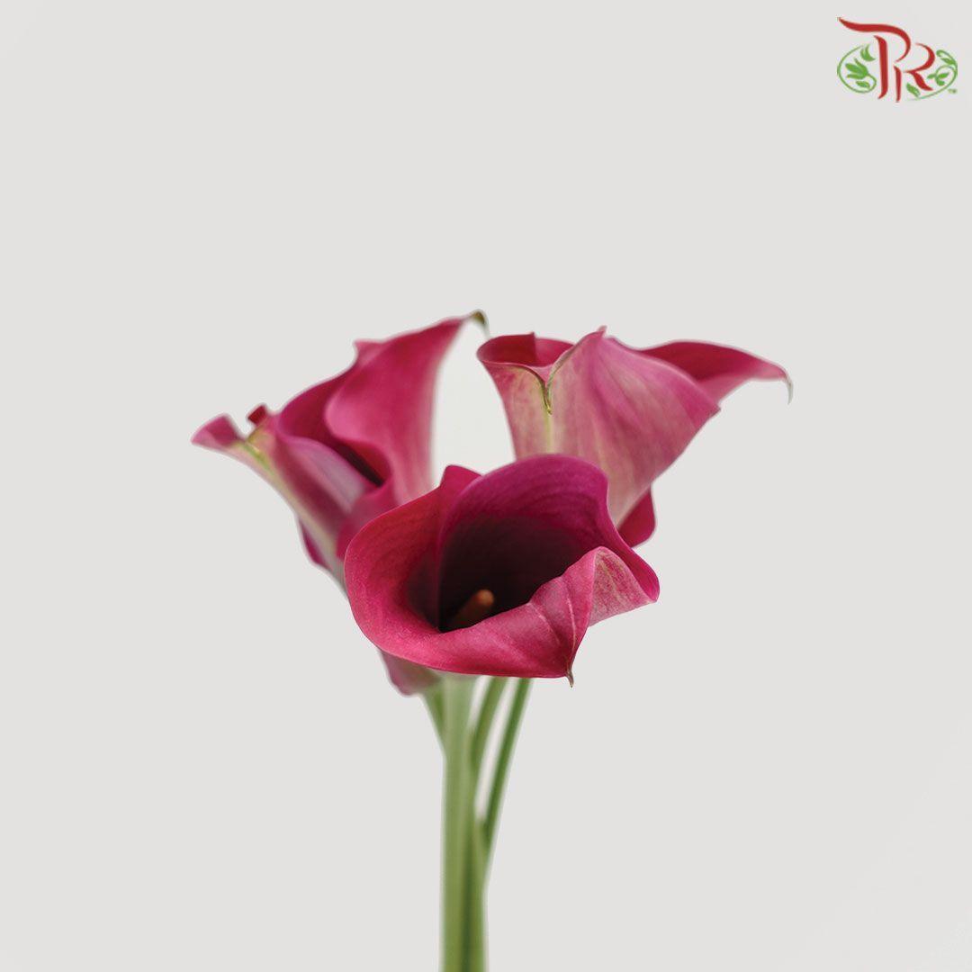 Calla Lily - Maroon (5 Stems)-Maroon-Netherland-prflorist.com.my