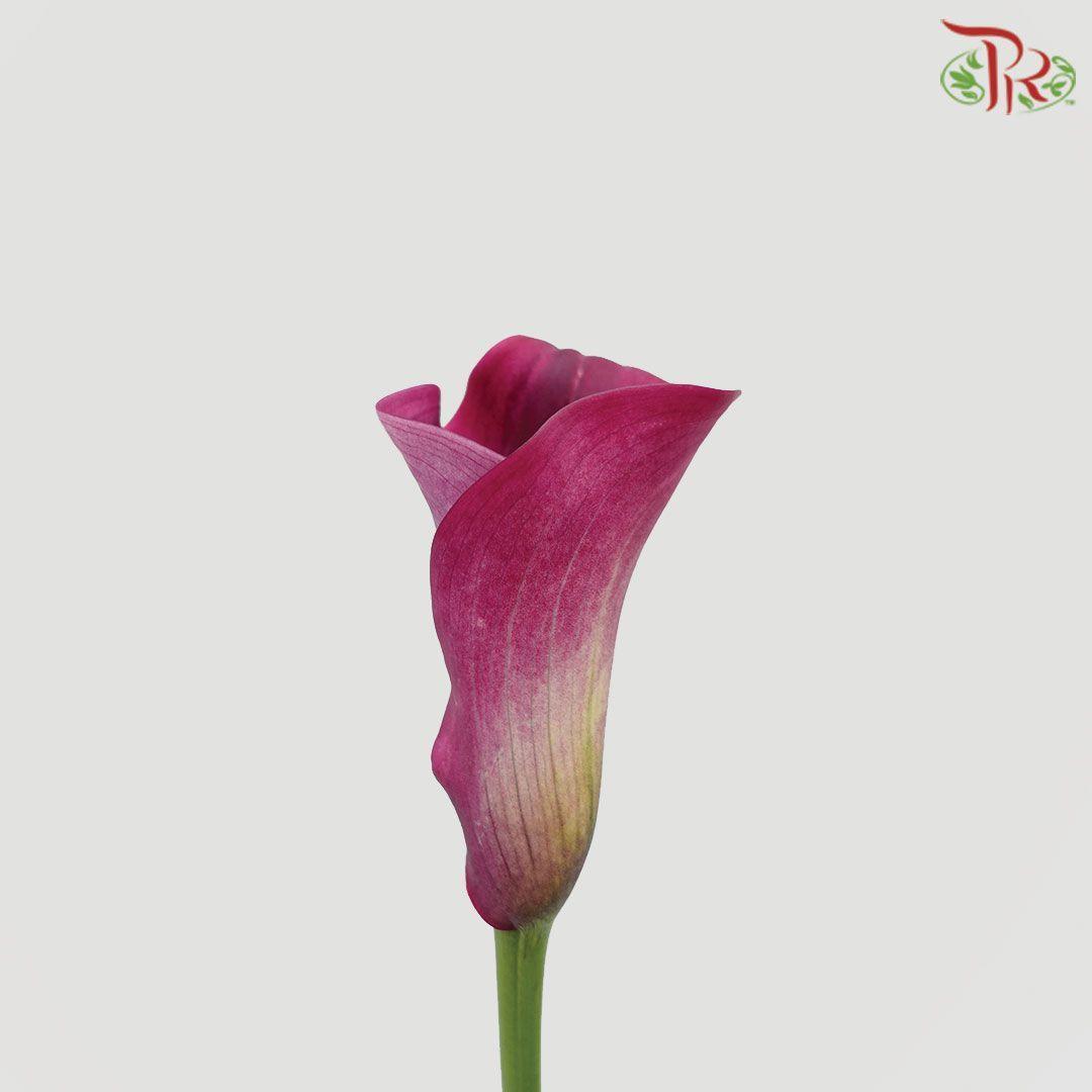 Calla Lily - Maroon (5 Stems)-Maroon-Netherland-prflorist.com.my