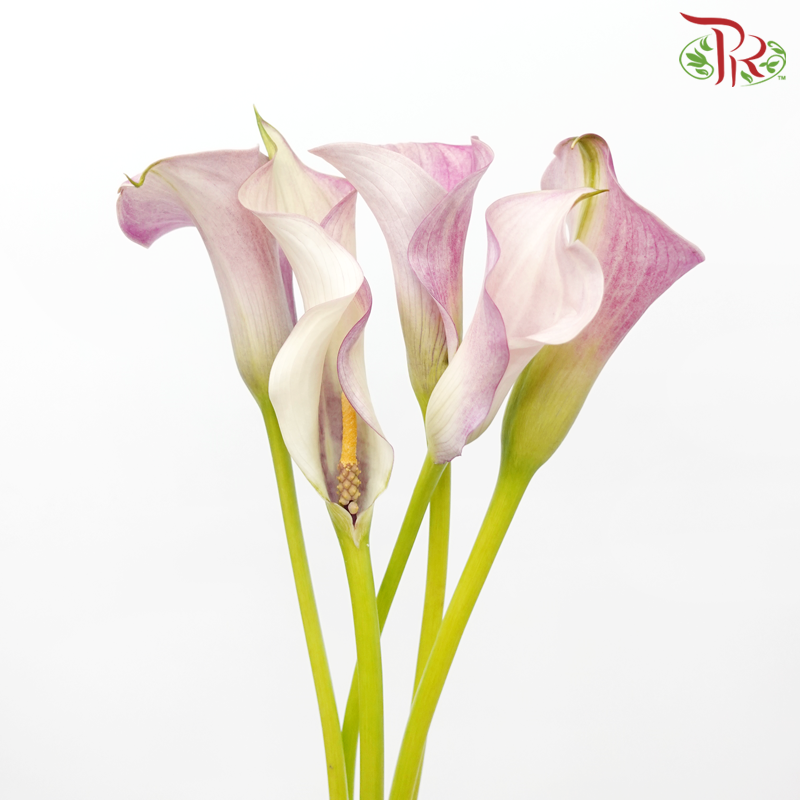 Calla Lily - Opera Mauve (5 Stems)-Opera Mauve-Netherland-prflorist.com.my