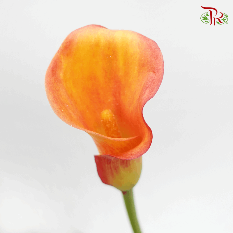 Calla Lily - Orange Red (5 Stems)-Orange-Netherland-prflorist.com.my