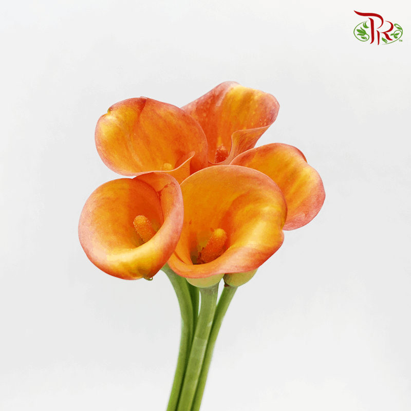 Calla Lily - Orange Red (5 Stems)-Orange-Netherland-prflorist.com.my