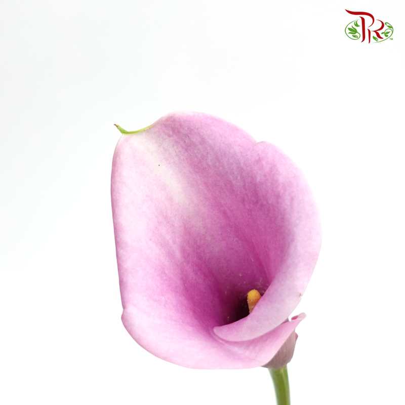 Calla Lily - Periwinkle Purple (5 Stems)-Purple-Japan-prflorist.com.my