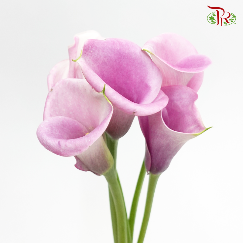 Calla Lily - Periwinkle Purple (5 Stems)-Purple-Japan-prflorist.com.my