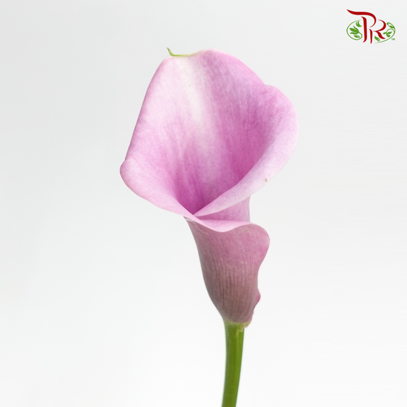 Calla Lily - Periwinkle Purple (5 Stems)-Purple-Japan-prflorist.com.my