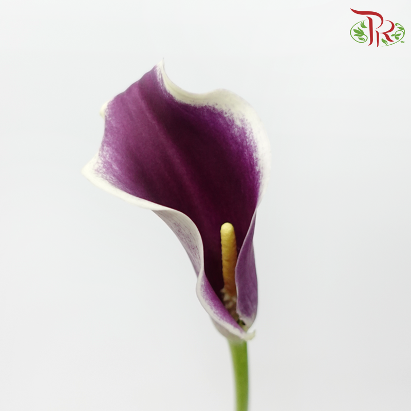 Calla Lily - Picasso (5 Stems)-Purple-Vietnam-prflorist.com.my