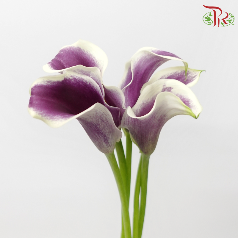 Calla Lily - Picasso (5 Stems)-Purple-Vietnam-prflorist.com.my