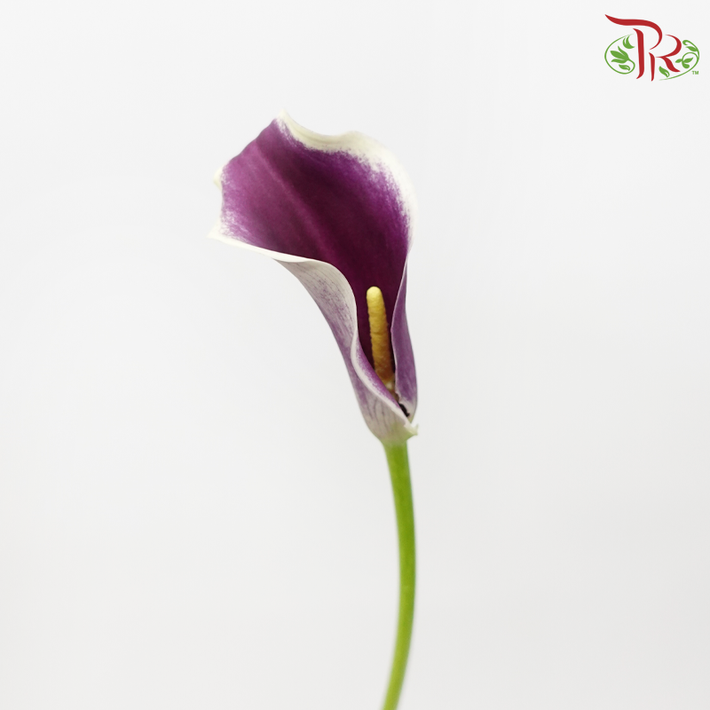 Calla Lily - Picasso (5 Stems)-Purple-Vietnam-prflorist.com.my