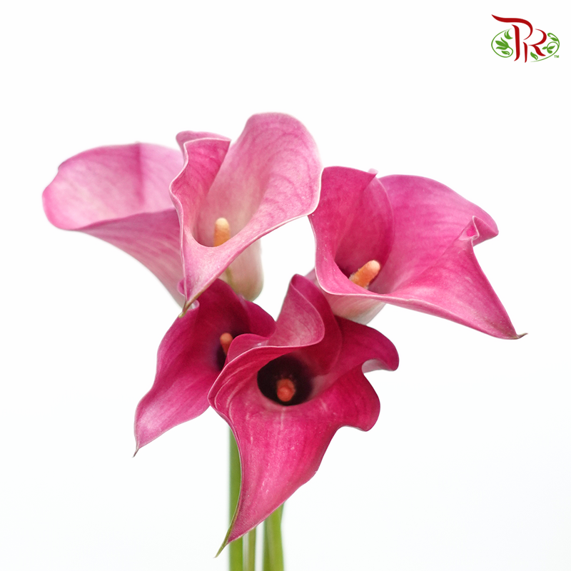 Calla Lily - Pink Puppy (10 Stems)-Pink-Kenya-prflorist.com.my