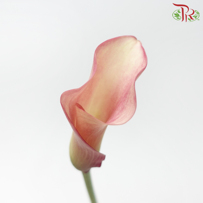 Calla Lily - Promise (5 Stems)-Purple-Netherland-prflorist.com.my