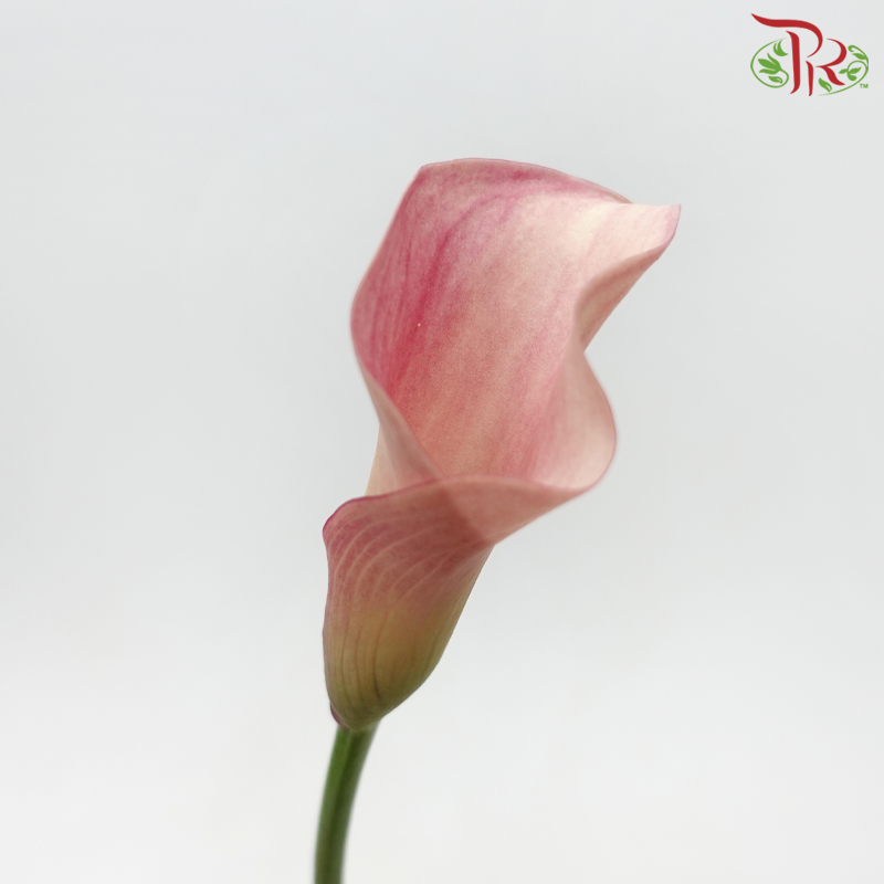 Calla Lily - Promise (5 Stems)-Purple-Netherland-prflorist.com.my